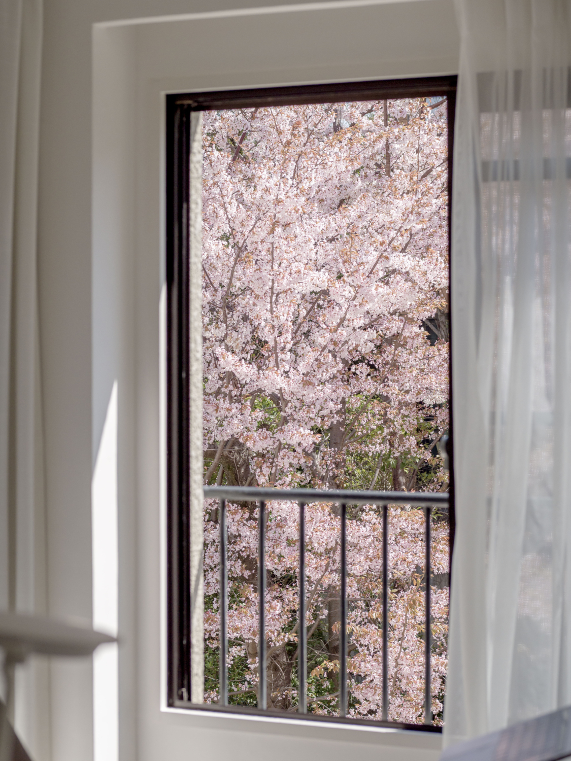 窓の外の桜を愛でる　家からお花見が出来る